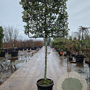 Quercus ilex 120 cm stam container 12-14