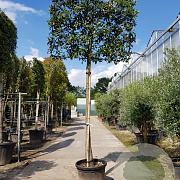 Quercus ilex 120 cm stam container 20-25