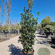 Quercus ilex 125-150 cm 18L