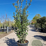 Quercus ilex 150-175 cm 30L
