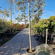 Quercus ilex 150 cm stam container 18-20