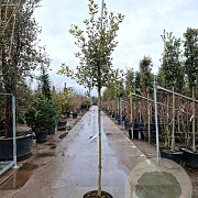 Quercus ilex 150 cm stam container 8-10 leiboom