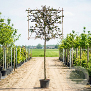 Quercus ilex 160 cm stam container 10-12 lei 150x120