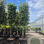 Quercus ilex 160 cm stam container 20-25