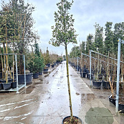 Quercus ilex 160 cm stam container 6-8