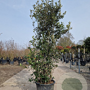 Quercus ilex 175-200 cm 35L