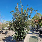 Quercus ilex 175-200 cm cont. 70L meerstammig