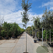 Quercus ilex 180 cm stam 35L 10-12