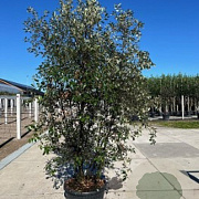 Quercus ilex 180 cm stam container 8-10 leiboom