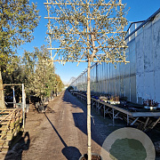 Quercus ilex 180 cm stam container 16-18 lei 180x120