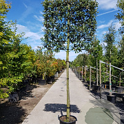 Quercus ilex 180 cm stam container 20-25 lei 150x120