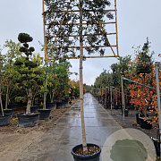 Quercus ilex 180 cm stam container 18-20 leiboom