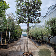 Quercus ilex 180 cm stam container 25-30 lei 180x180