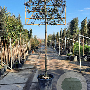 Quercus ilex 180 cm stam container Leivorm