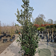 Quercus ilex 200-250 cm 35L