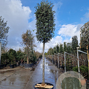 Quercus ilex 200 cm stam cont. 230L 20-25