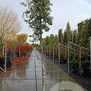 Quercus ilex 200 cm stam container 12-14