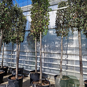 Quercus ilex 220 cm stam container 20-25