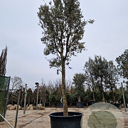 Quercus ilex 220 cm stam container 40-50