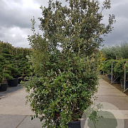 Quercus ilex 250-300 cm cont. 150L