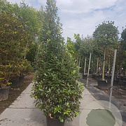 Quercus ilex 250-300 cm 45L kegel
