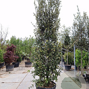 Quercus ilex 300-350 cm cont. 125L