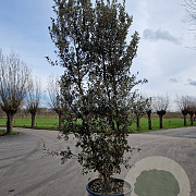 Quercus ilex 350-400 cm cont. 230L