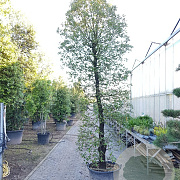 Quercus ilex 350-400 cm container geveerd