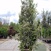 Quercus ilex 375-400 cm cont. 125L
