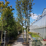 Quercus ilex 450-500 cm container paraplu