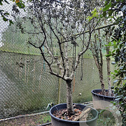 Quercus ilex rotundifolia 50 cm stam container 25-30 extra