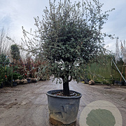 Quercus ilex rotundifolia 50 cm stam container 40-45