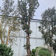 Quercus suber 170 cm stam container 100-125
