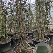 Quercus suber 175-200 cm cont. 130L multi bol