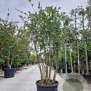 Quercus suber 175-200 cm container piramide