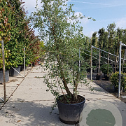 Quercus suber 200-250 cm cont. 150L meerstammig