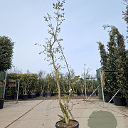 Quercus suber 200-250 cm 45L meerstammig solitair