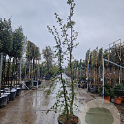 Quercus suber 200-250 cm cont. 70L meerstammig