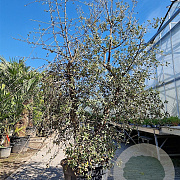 Quercus suber 200-250 cm cont. 90L meerstammig
