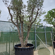 Quercus suber 350-400 cm cont. 150L meerstammig