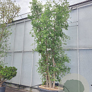 Quercus suber 350-400 cm cont. 500L meerstammig