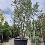 Quercus suber 450-500 cm cont. 750L meerstammig