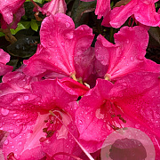 Rhododendron 'Anna Rose Whitney' 60-70 cm 10L