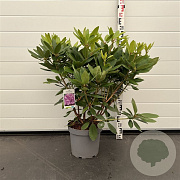 Rhododendron 'Catawb. Boursault' 50-60 cm 7,5L