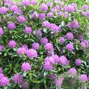 Rhododendron 'Catawb. Boursault' 70-90 cm 15L