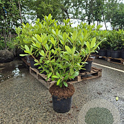 Rhododendron 'Catawb. Grandiflorum' 60-80 cm 10L