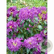 Rhododendron 'Lee's Dark Purple' 80-100 cm 15L