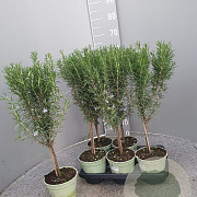 Rosmarinus officinalis GM P14 stam
