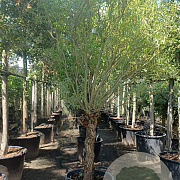 Salix alba 180 cm stam container 30-35