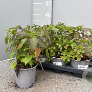 Salvia elegans 'Scarlet Pineapple' P14